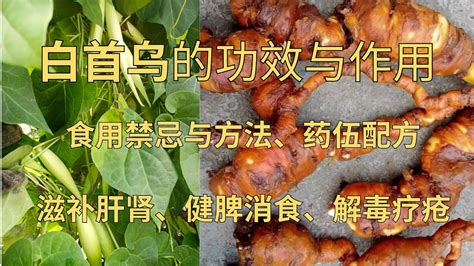 白首烏禁忌|白首烏的功效、作用、禁忌、用法